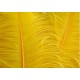 OSTRICH FEATHERS OSTRICH FEATHERS